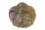 Wide, Enrolled Austerops Trilobite - Morocco #156990-2